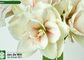 hippeastrum Aquaro ® (2)